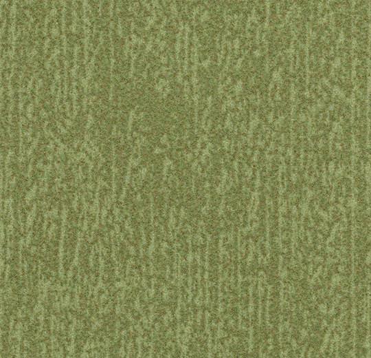 t545027 Canyon kelp
